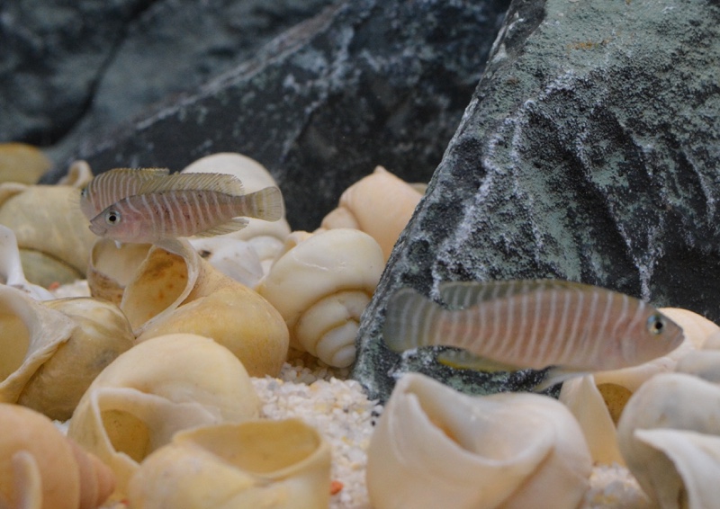 Neolamprologus similis